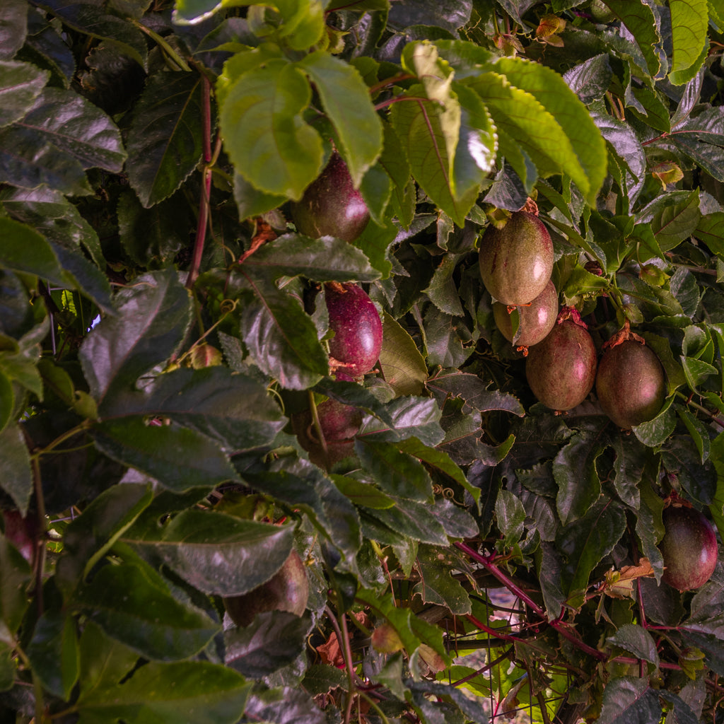 Passion fruit