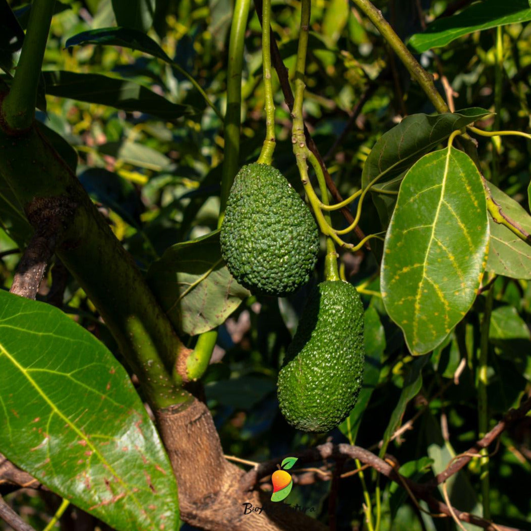 Avocado