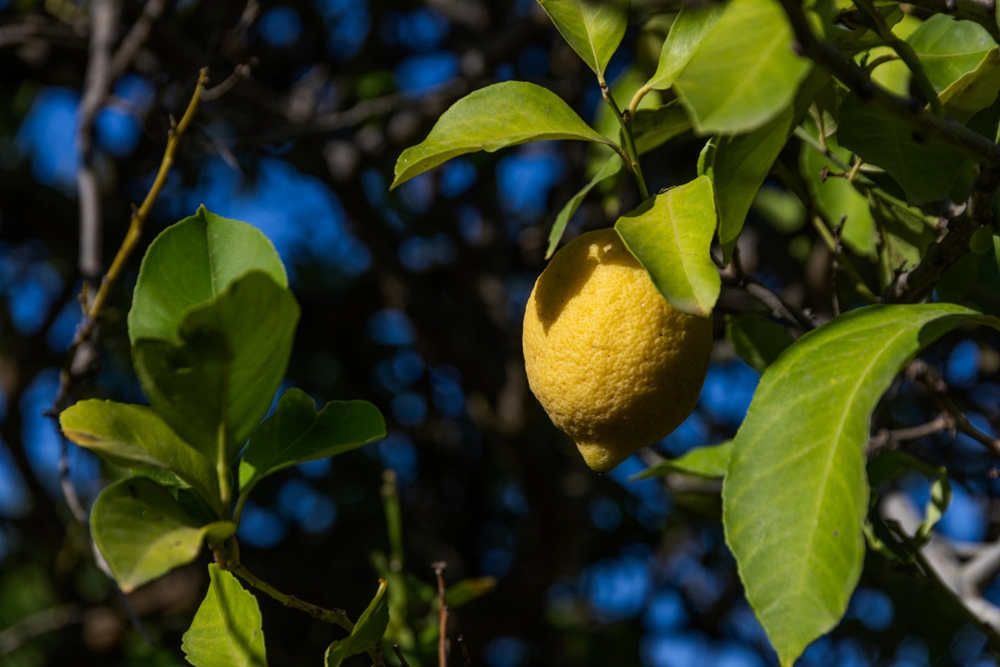 Mix Limoni-Avocado