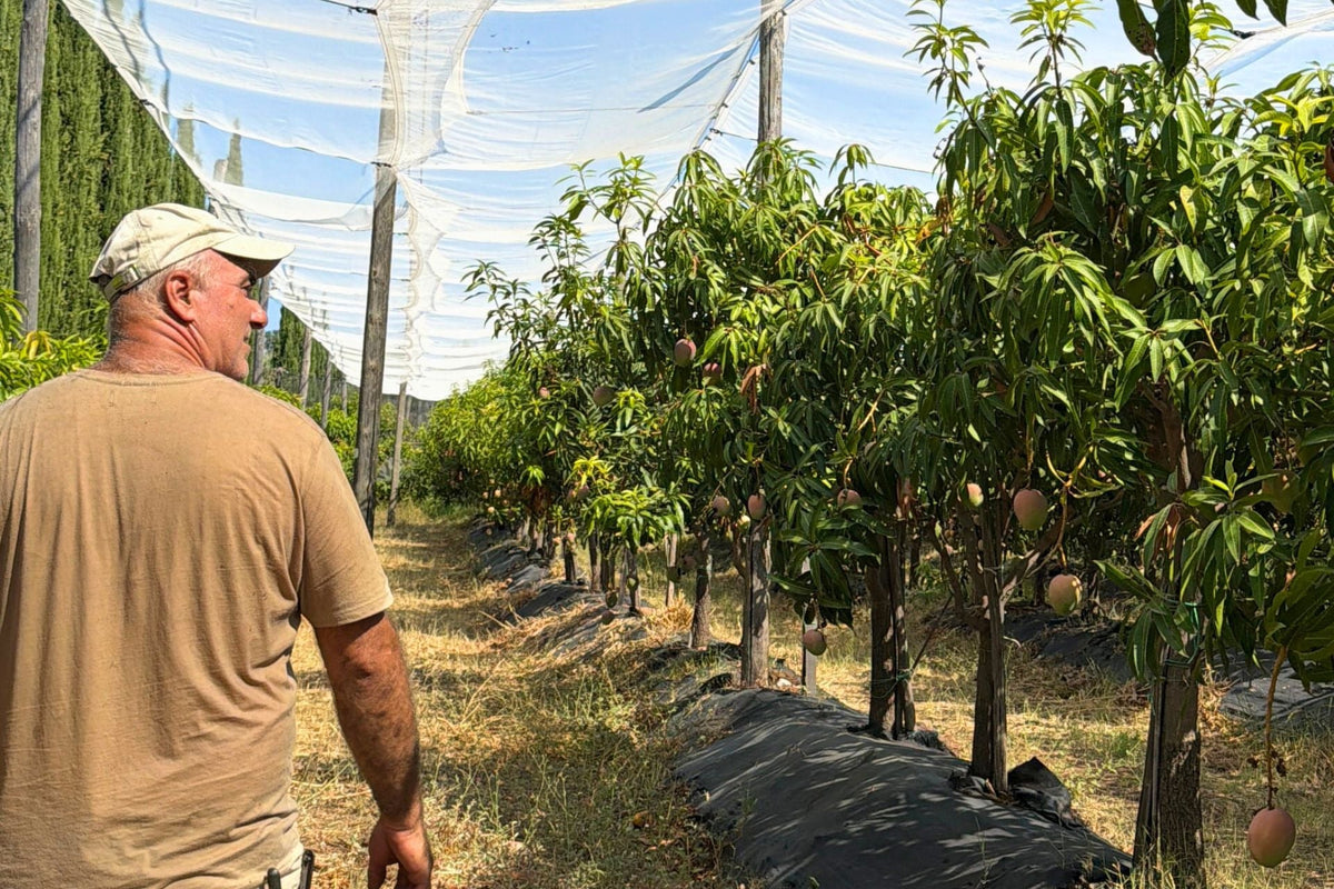 Perché in Sicilia cresce il mango (e perché non è una moda)