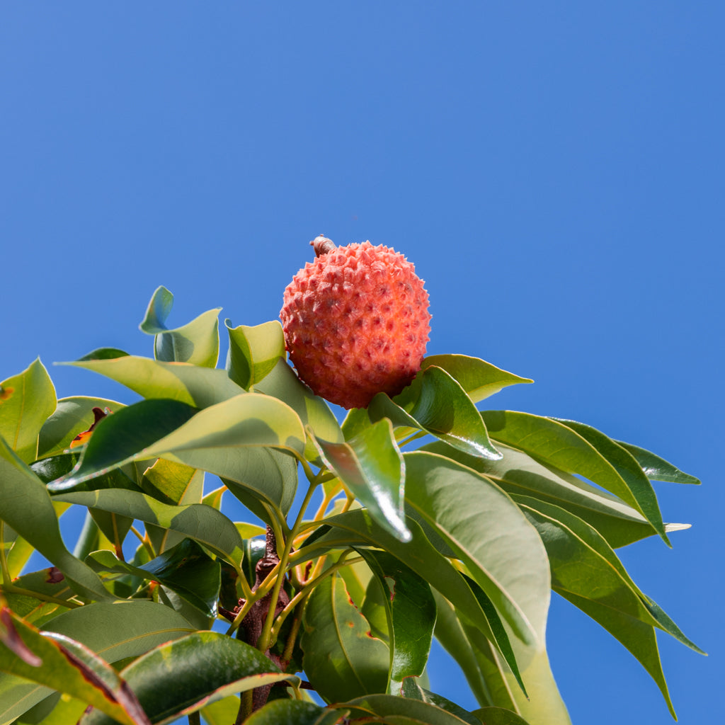 Litchi