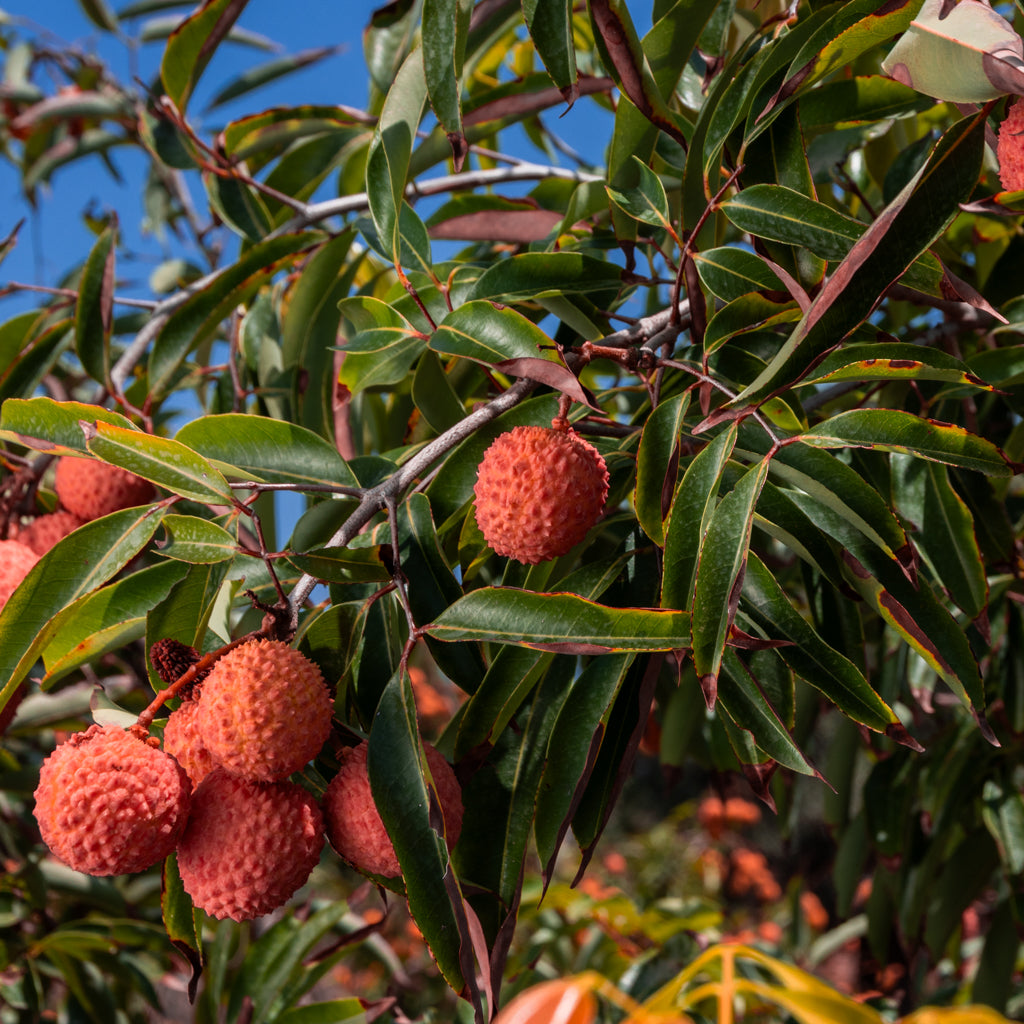 Litchi