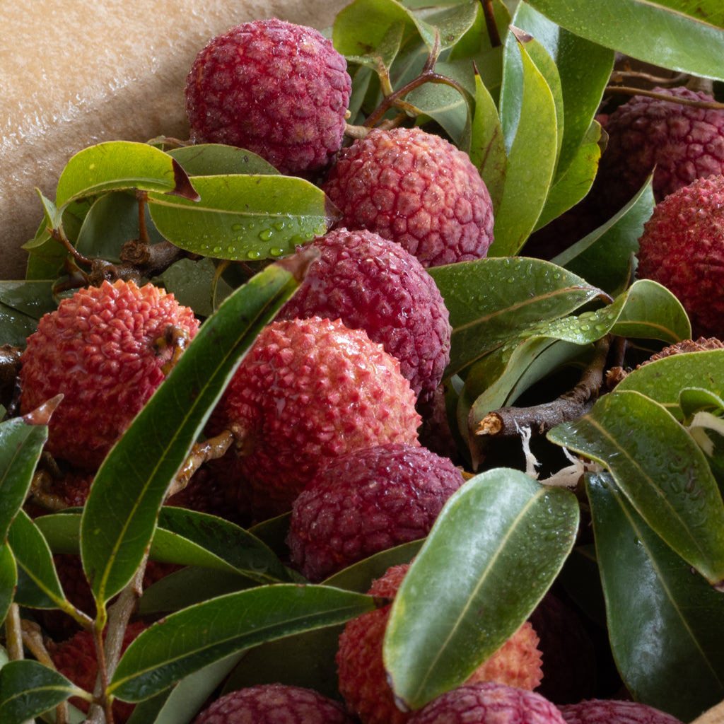Litchi