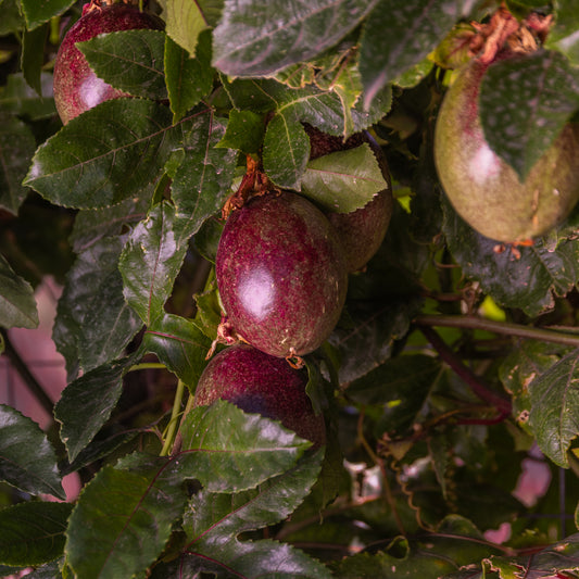 Passion fruit