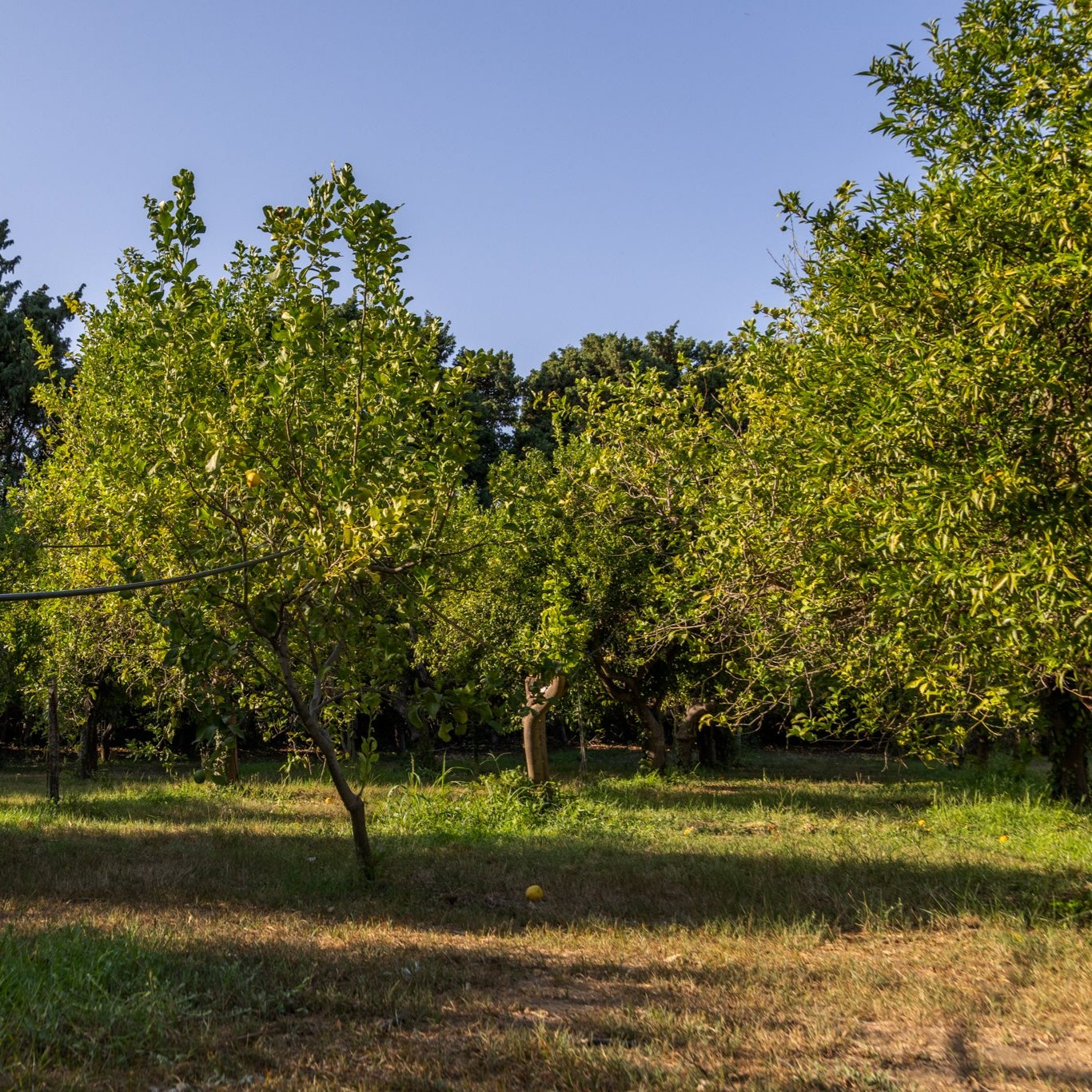 Limoni Bio