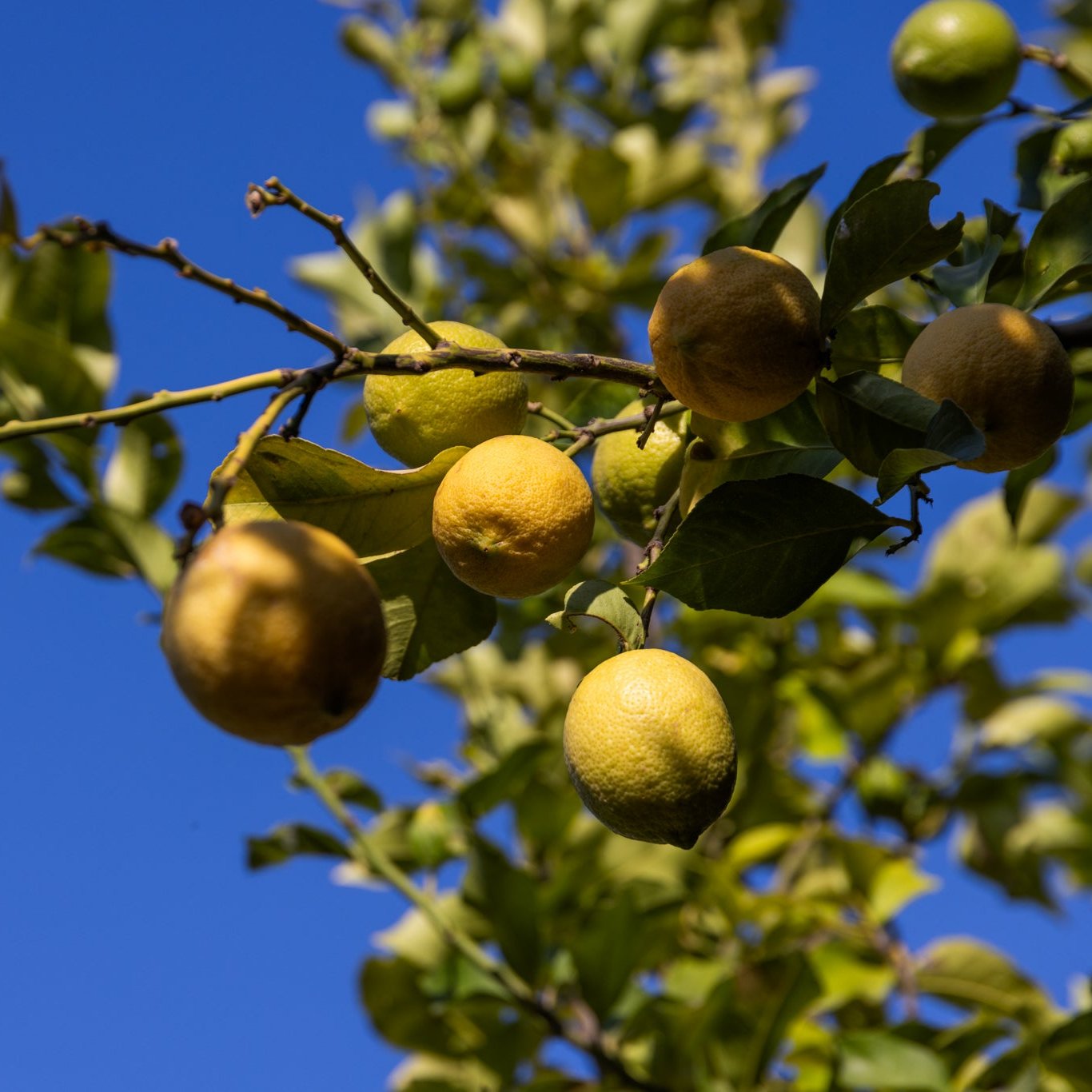 Limoni Bio