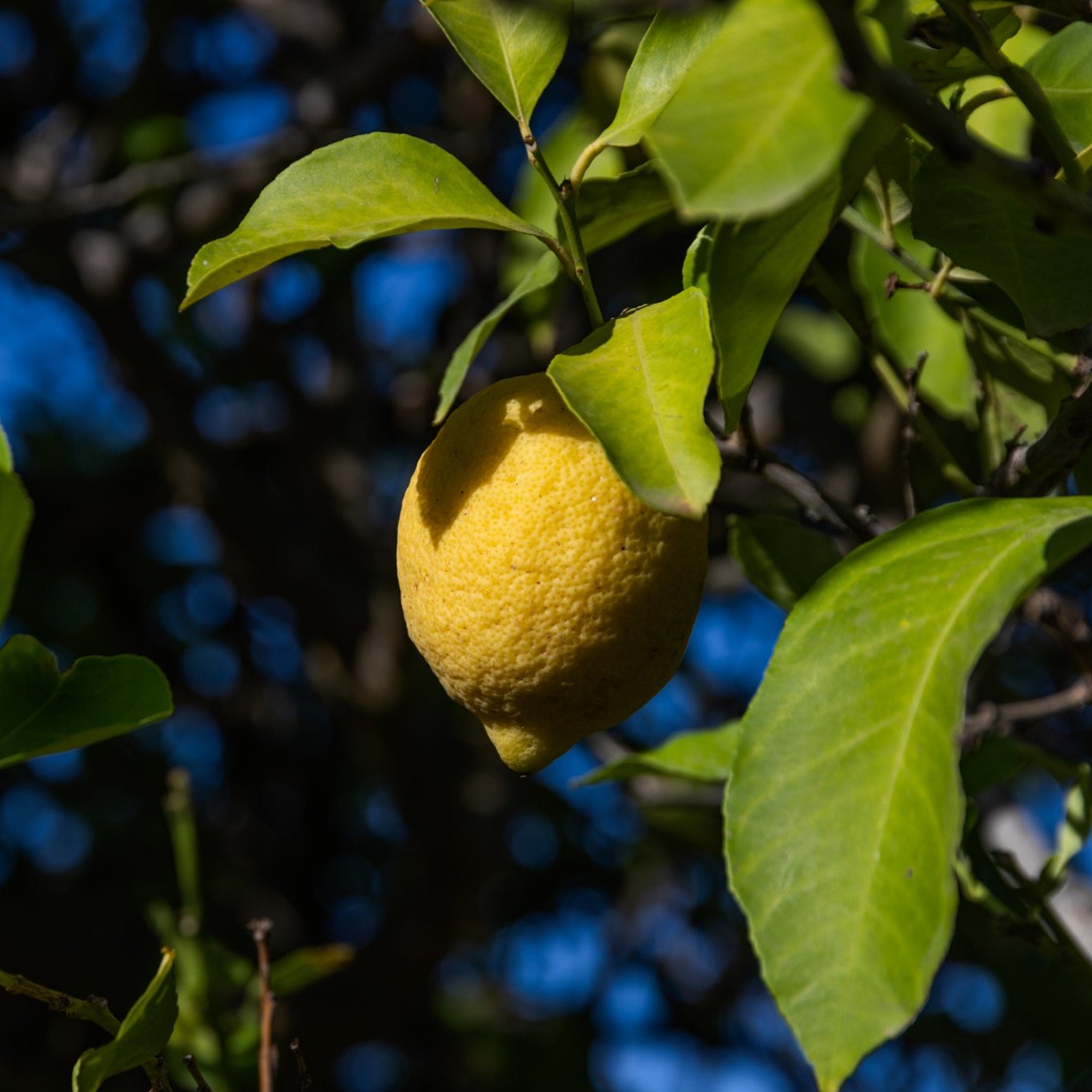Limoni Bio