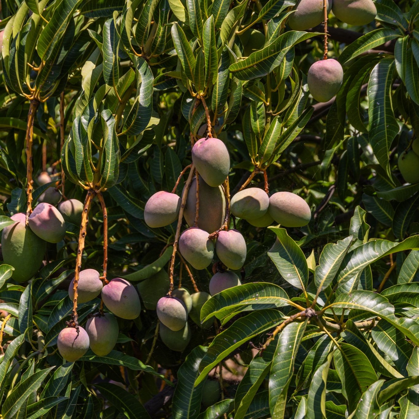 Mango Biologico Siciliano | Fresco e Bio — BioAgriFutura appena all'albero