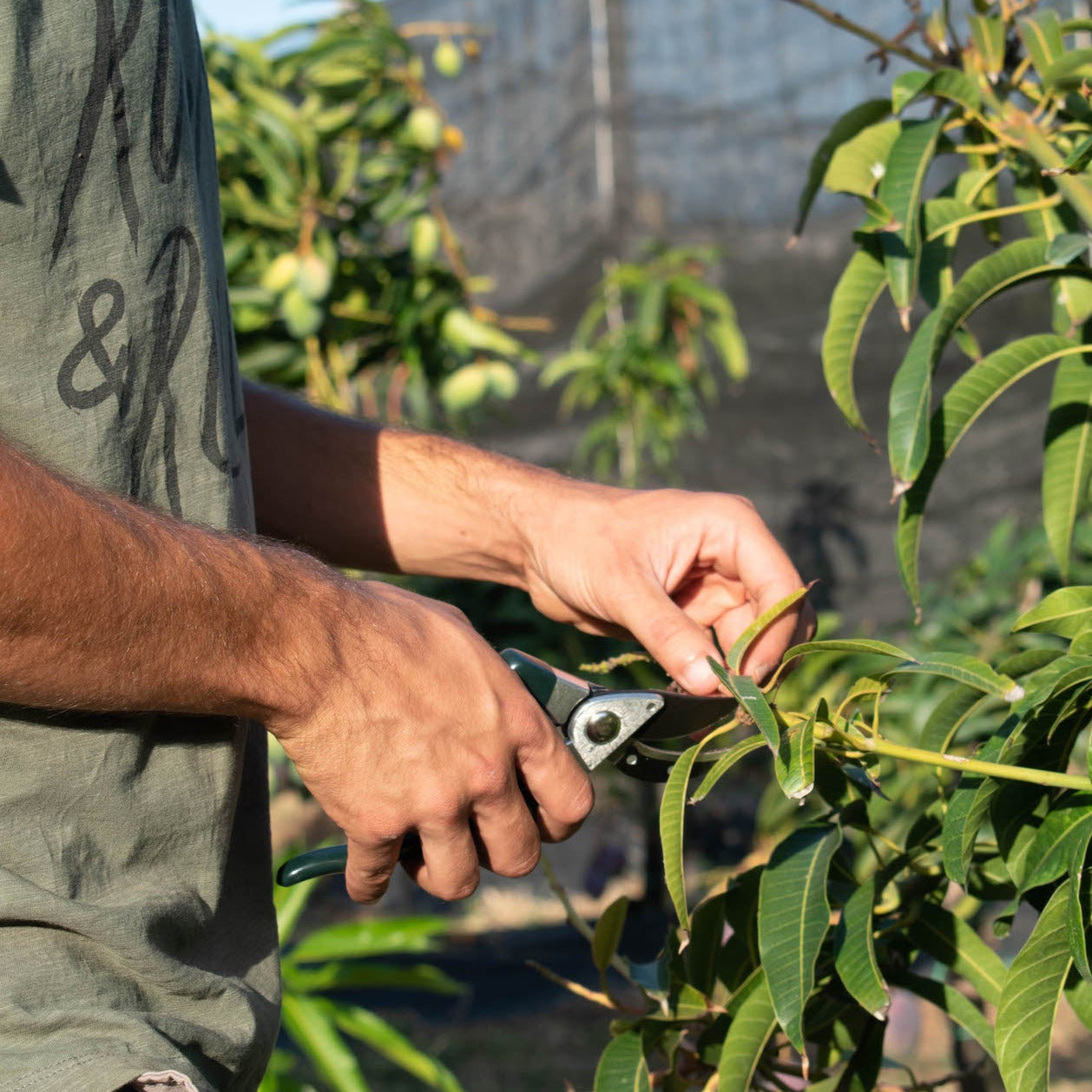 Mango Biologico Siciliano | Fresco e Bio — BioAgriFutura potatura e coltivazione