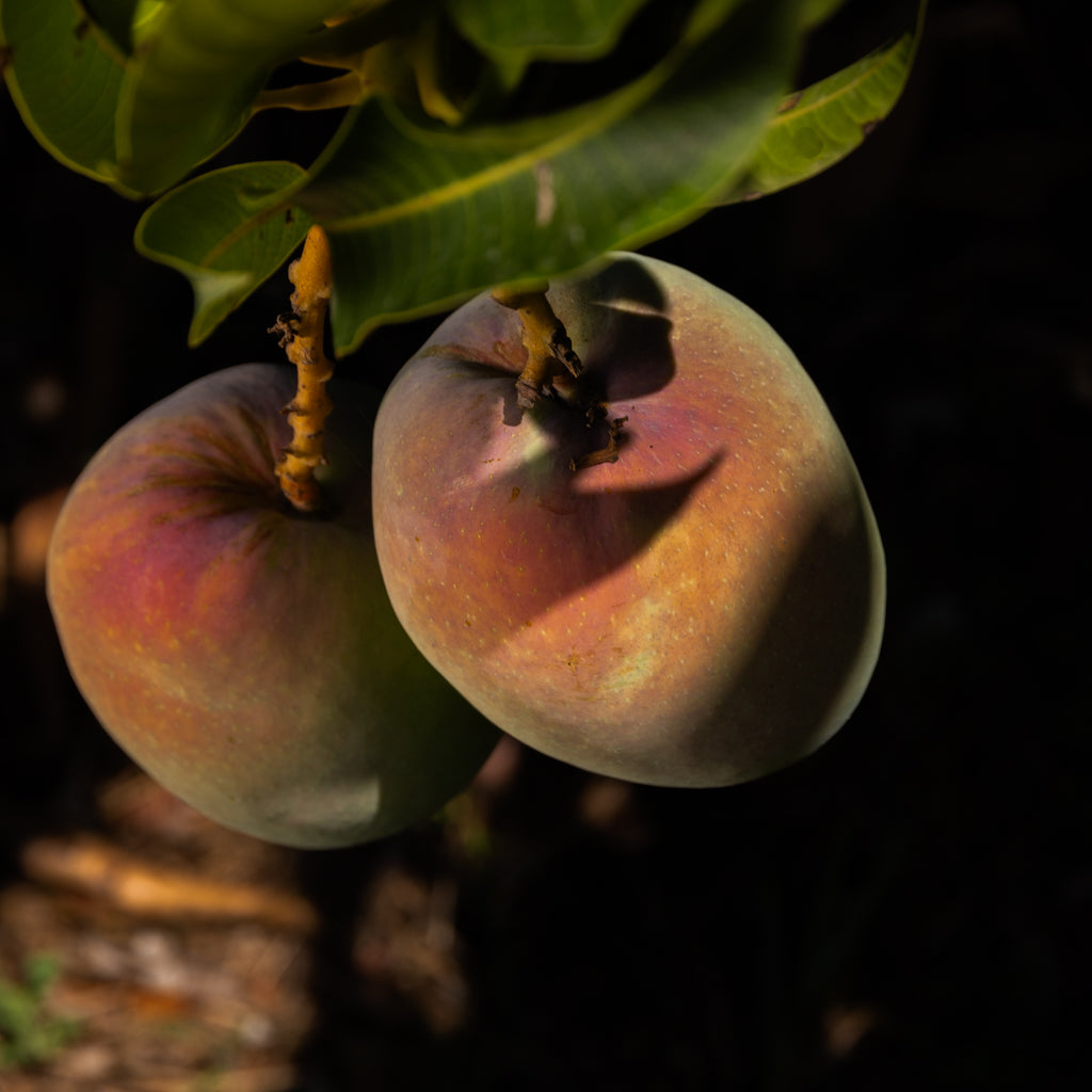 Mango appena all'albero pronto per essere raccolto BioAgriFutura