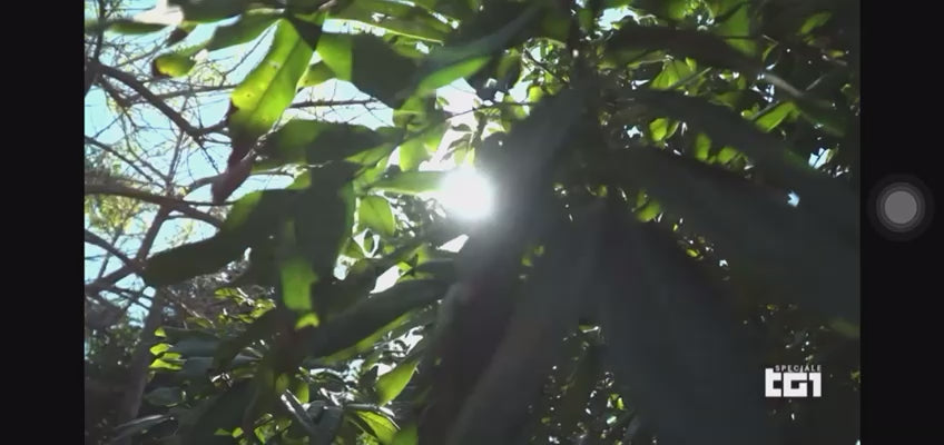 Carica il video: 